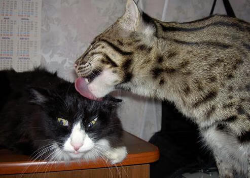 KAIYUNAPP-NBA计划增设季中锦标赛，2026年正式推行，nba季中赛什么意思