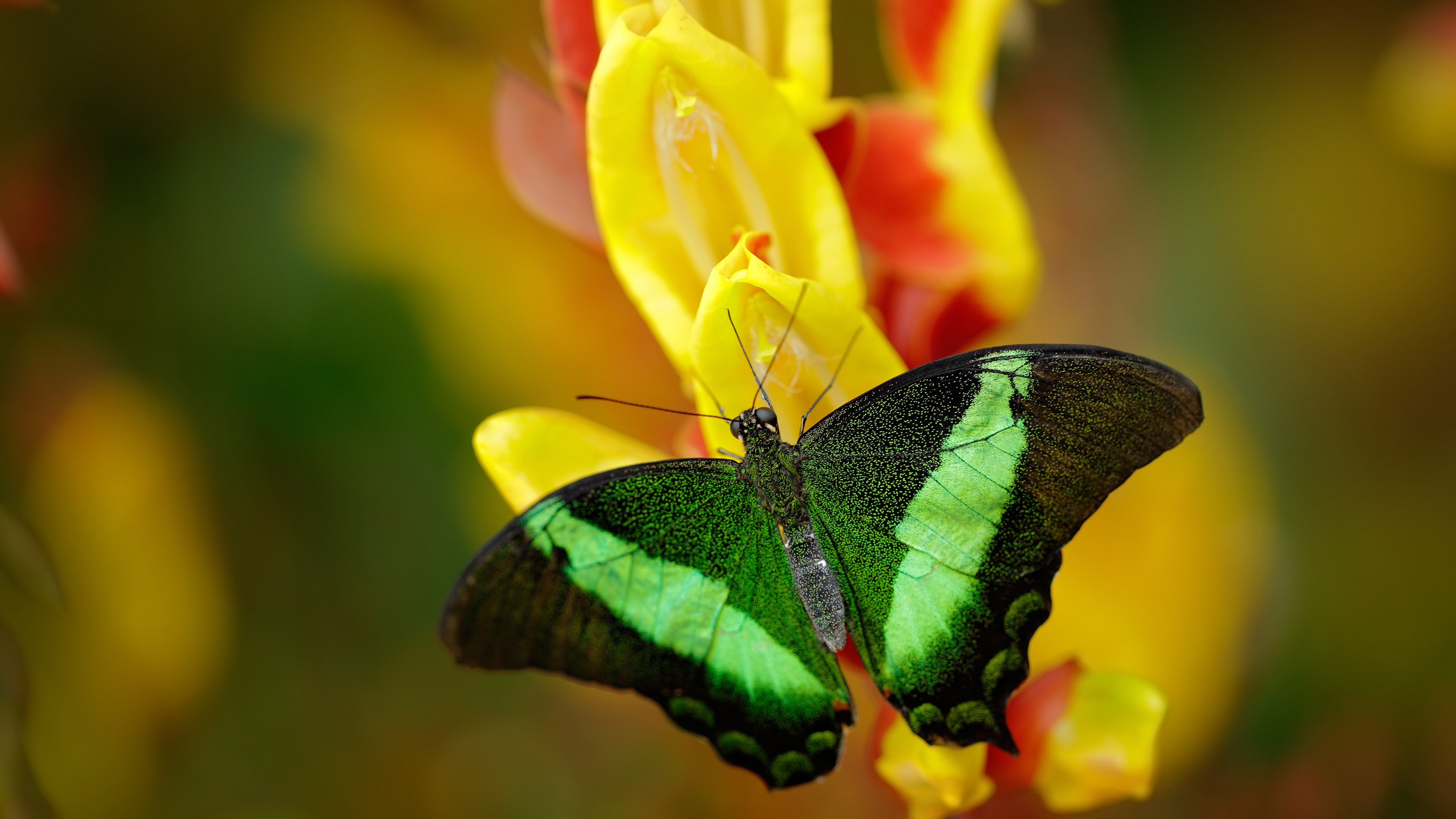 开云体育中国官网-_运动员饮食：科学营养助力比赛状态_，运动员营养膳食需求