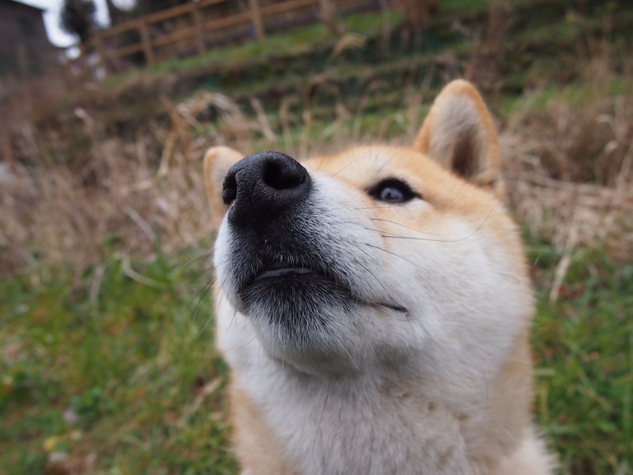 “意甲激战持续,传统强队展现统治力”,意甲体系