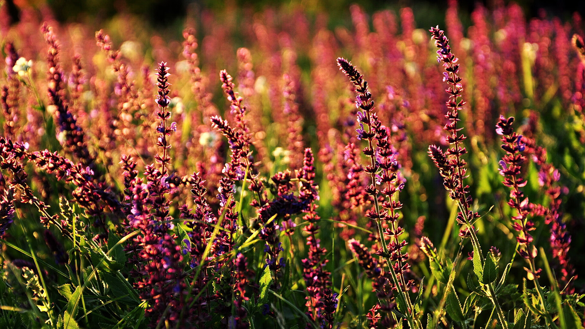 “意甲激烈争霸,追逐欧洲战场的荣耀”,意甲集锦
