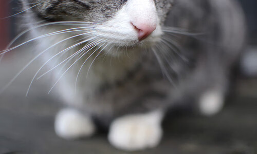 kaiyun-《虚拟偶像造未来：电竞与虚拟明星的跨界合作》，虚拟偶像又叫什么