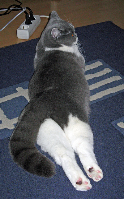 克罗地亚手球队在巴黎奥运会上取得历史性成绩,克罗地亚夺冠