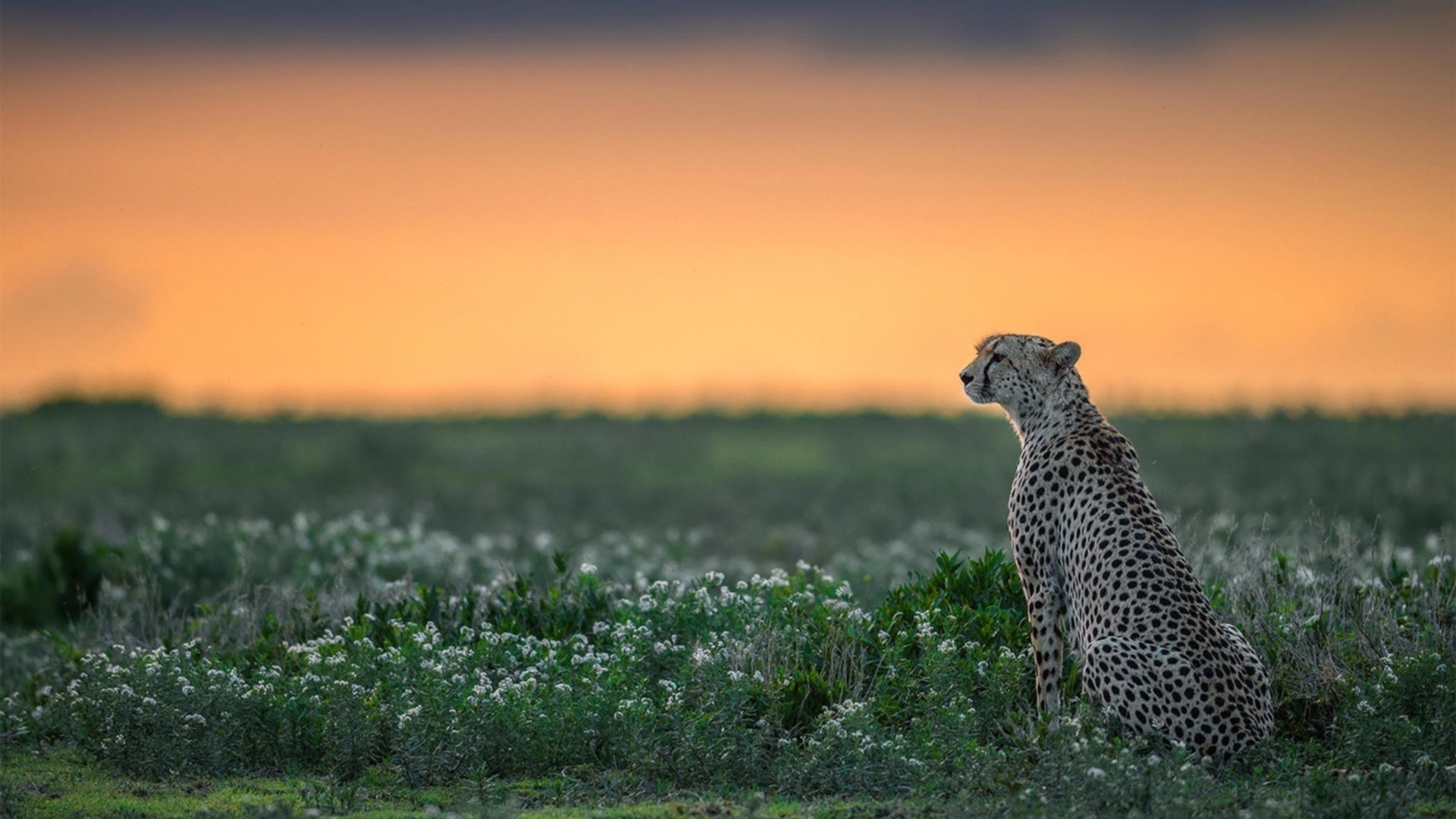 台球赛事中的“冷门”出局,深度分析原因,台球最近
