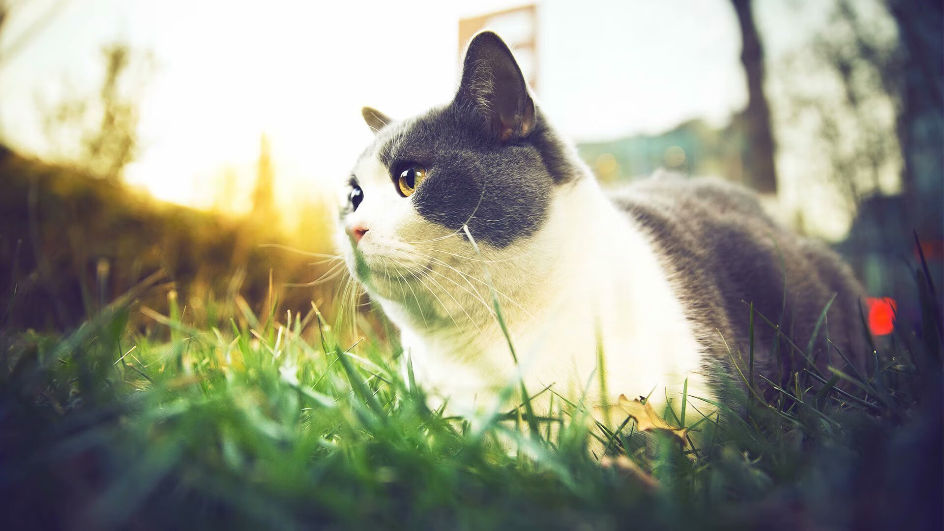 开云官方网站-台球赛事中的传奇人物故事，台球名人传记