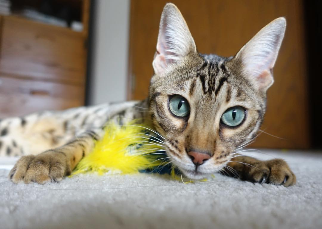 开云·Kaiyun网页版-史上曾在20秒内投中两记“超远三分”的神级表现！，超远3分