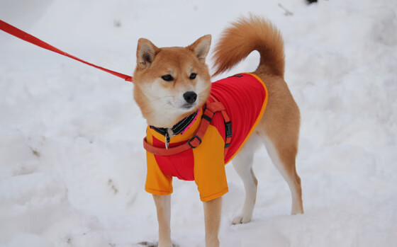 开云入口-星际对决：未来可能的虚拟现实比赛模式，星际对战平台