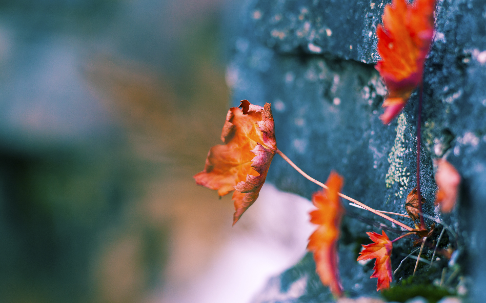 高手对决:联盟中最具技术的顶尖球员,高手对决图片