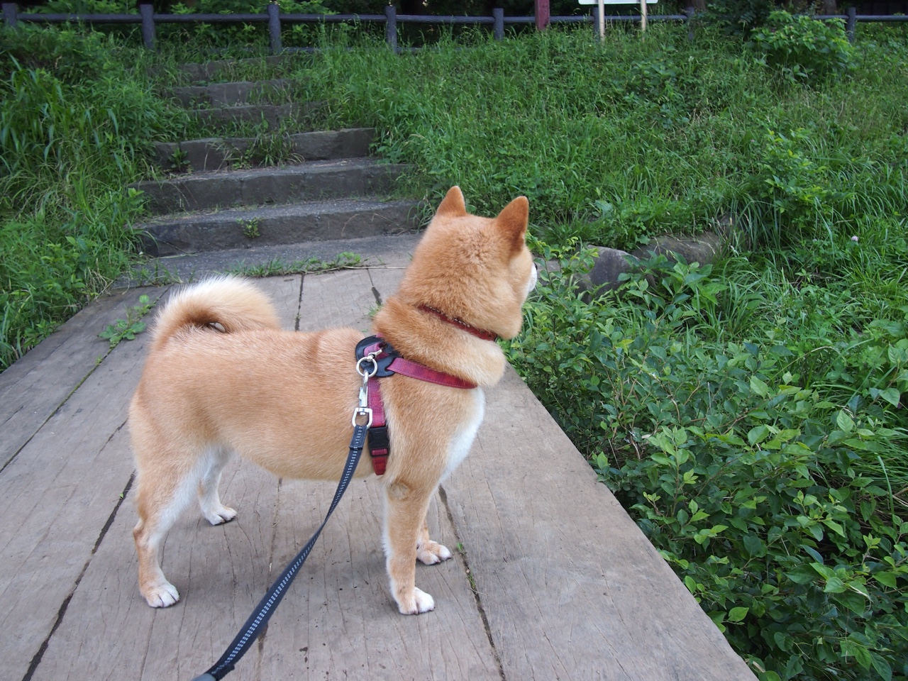 开云网站-国米取胜卫冕冠军，吹响冲冠号角，国米夺冠之路