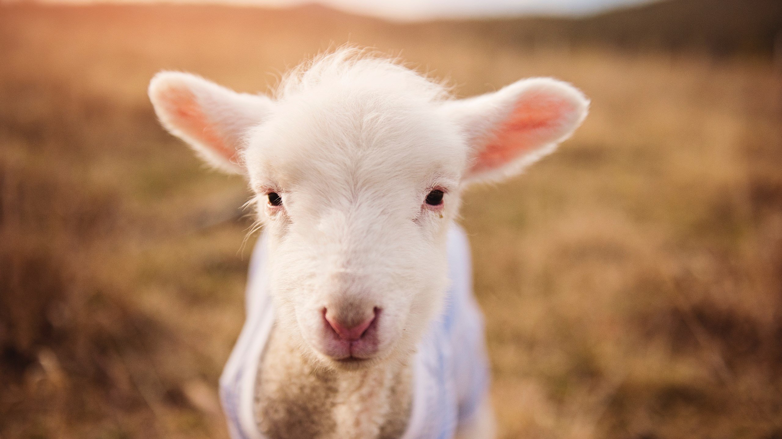 kaiyun体育app-国米客场-击败亚特兰大，拉扎罗攻入制胜球，国米vs拉齐奥38轮