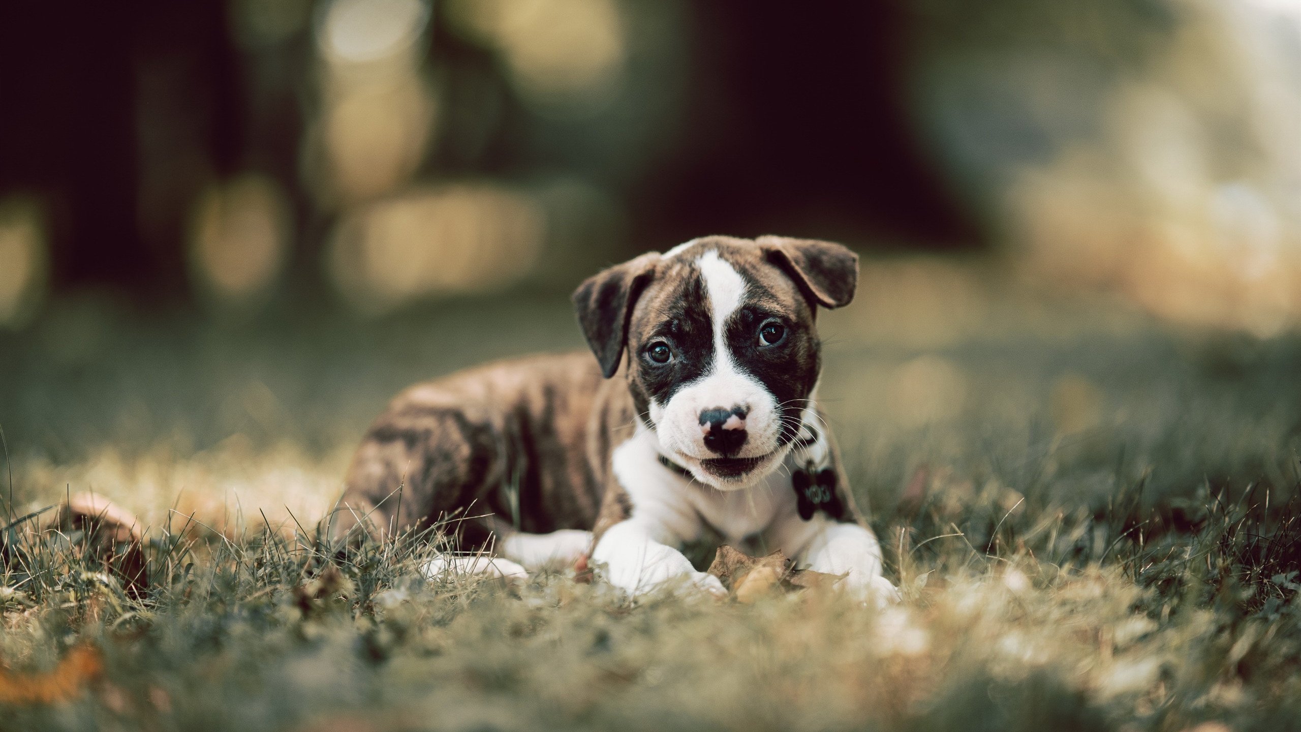 拜仁慕尼黑客场1-1战平沙尔克04,遭遇平局,拜仁慕尼黑客场球衣19-20