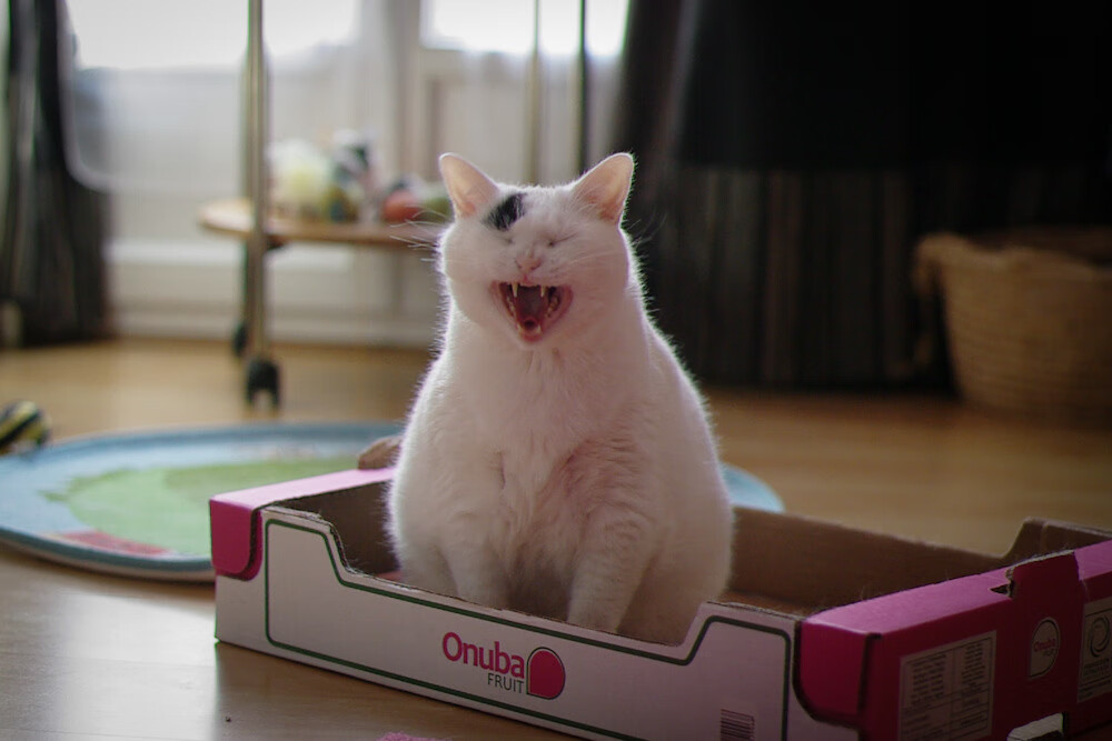 开云体育中国官网-独行侠击败雄鹿，系列赛焦点战中东契奇末节爆发，独行侠执行东契奇合同