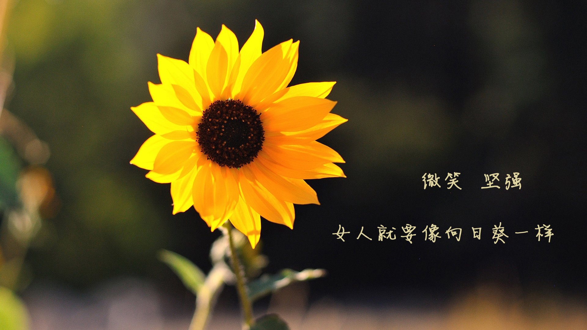 独行侠击退雄鹿,东契奇连续命中五记三分,东契奇31 12 20 独行侠险胜奇才