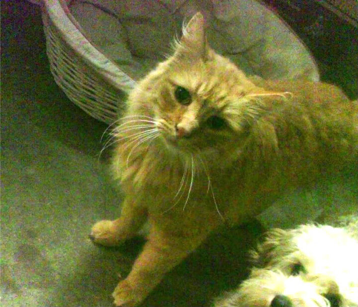 开云官方-独行侠力克掘金，抢七大战中东契奇带伤作战，独行侠续约东契奇