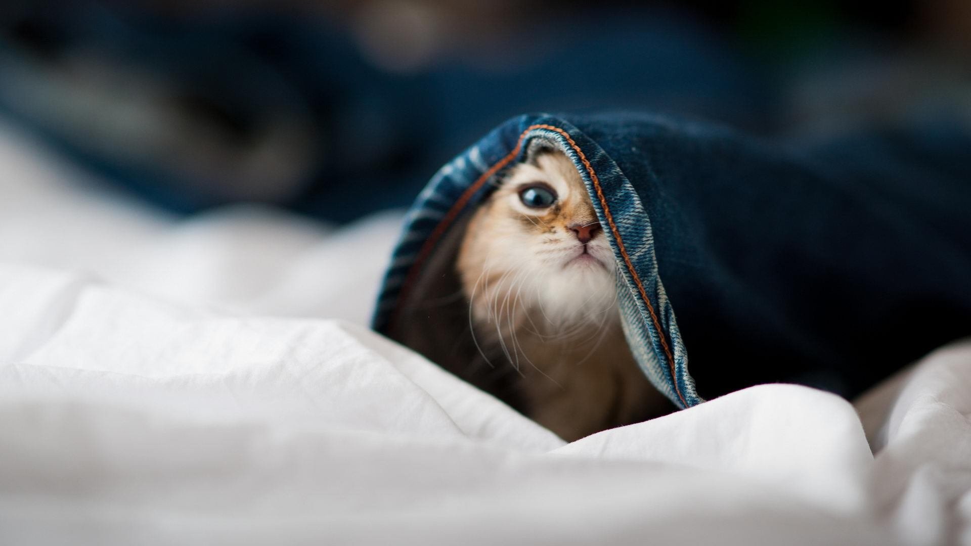 电竞电竞游戏公平竞技机制构建及玩家体验提升探讨,电竞争议