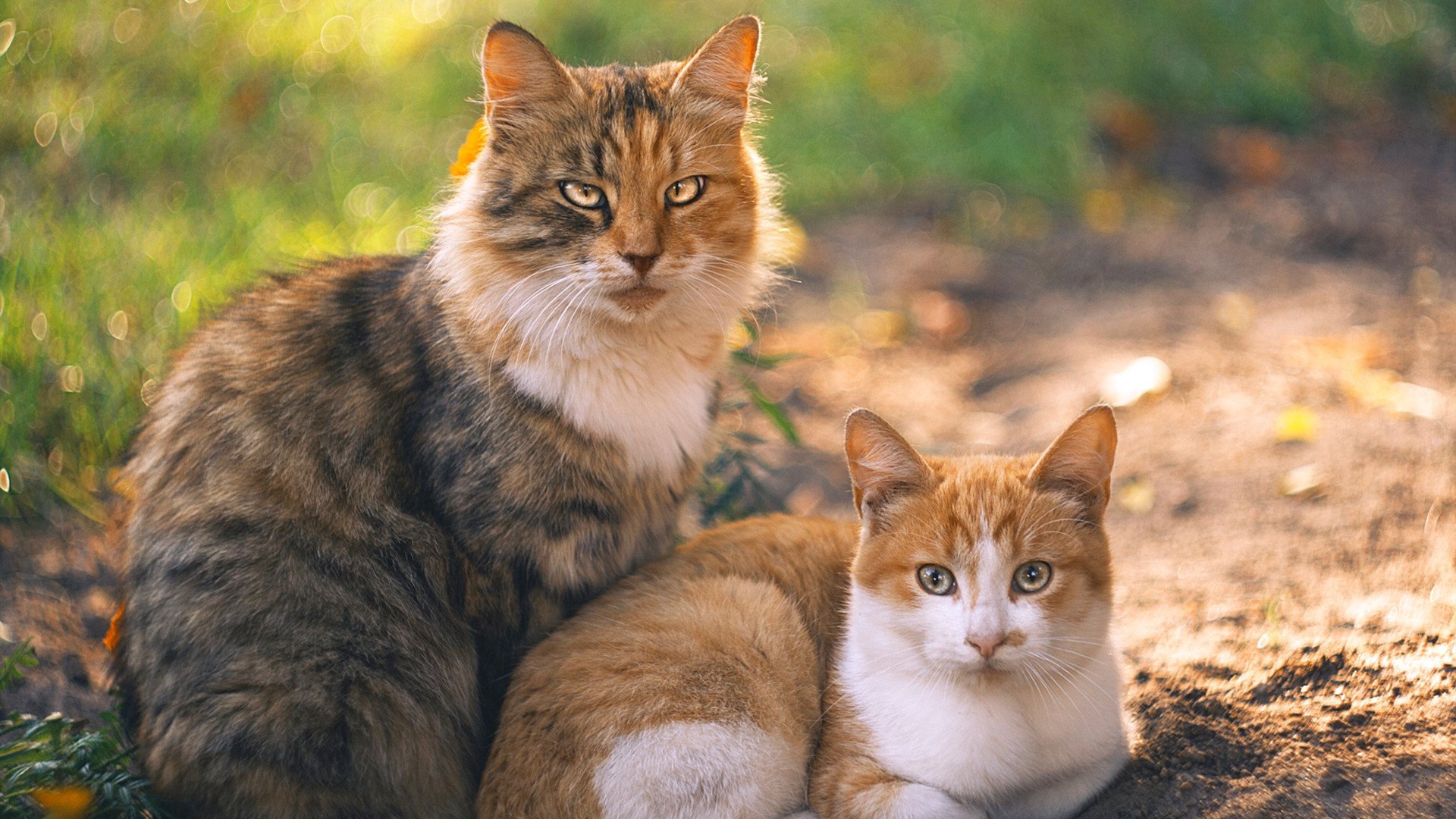 开云·体育官方网站入口-英格兰赛季完美收官，留下高光记忆，英格兰赛绩
