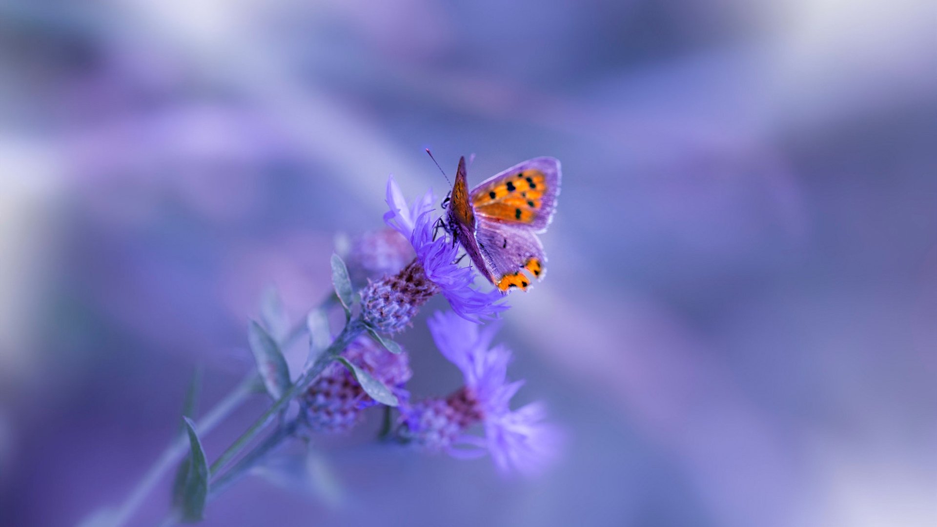 kaiyun网站-贝蒂斯主场被逼平，积分仍相对稳定，贝蒂斯前锋