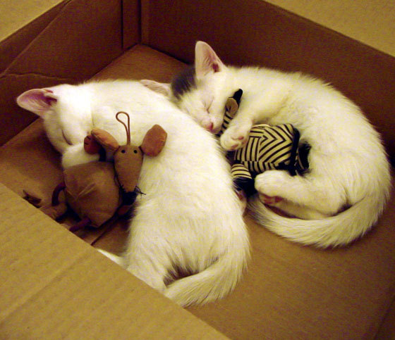 kaiyun-中国三人篮球男队拓展战术深度多点开花，中国三人篮球队员资料