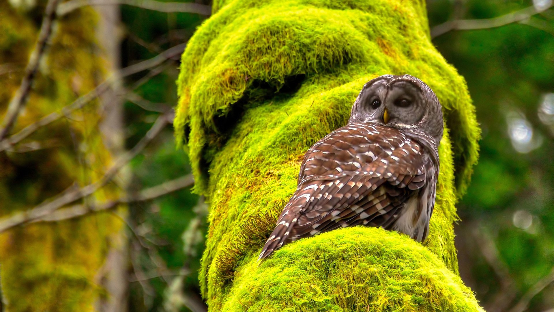 开云·体育官网APP下载-新赛制下，乒乓球团体赛成主流趋势，乒乓球团体赛的赛制