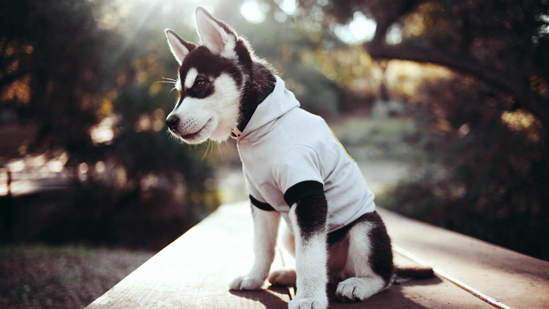 球队胜率是否与反击质量有更大相关性，球队连胜