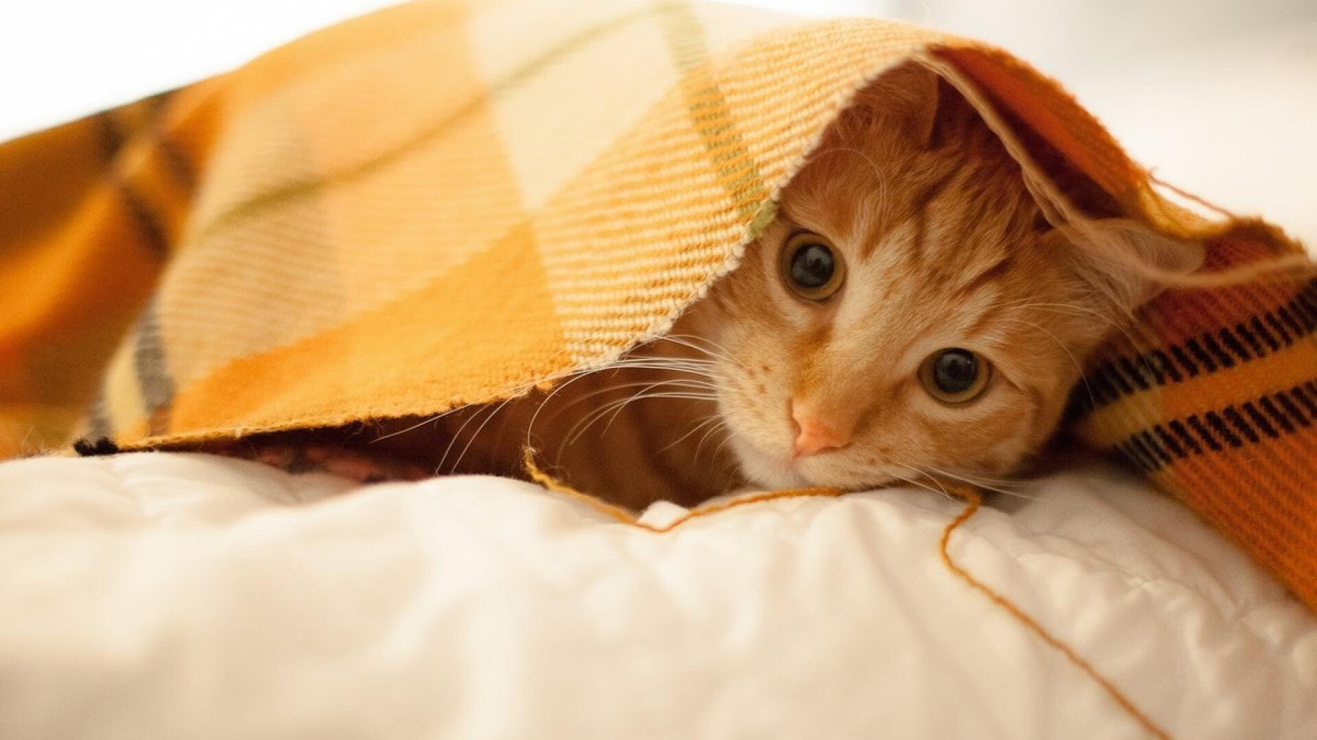 kaiyun官方入口登录-蛙泳配速更具节奏感，蛙泳完整配合技术要领及配合动作口诀