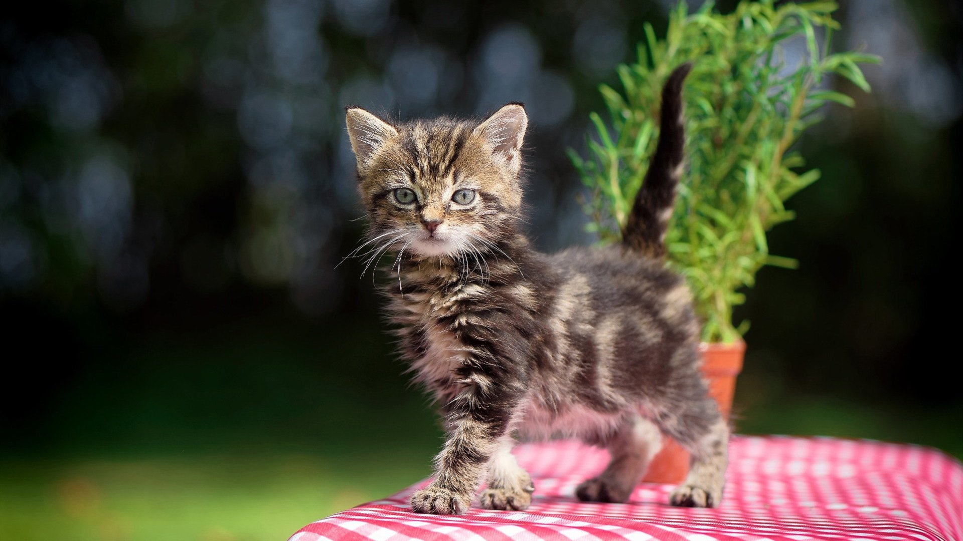 开云官网在线-塞内加尔男篮在非洲锦标赛中不断追梦，争取金牌荣耀，塞内加尔在非洲算什么水平