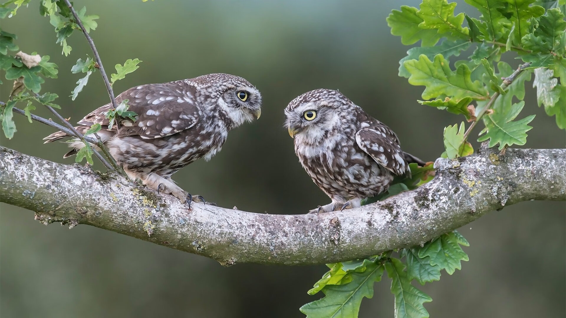 米兰双雄战火升级,争夺意甲桂冠