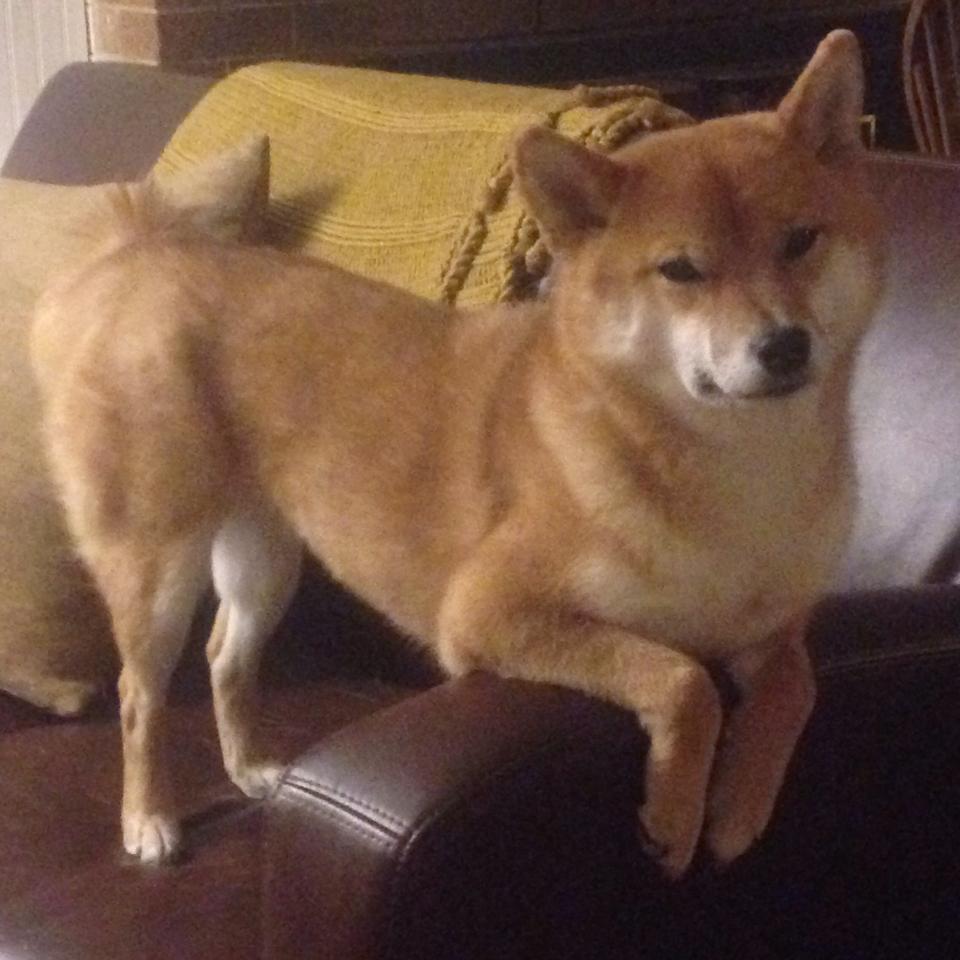 贾瓦迪全程表现沉稳 控场能力突出,贾瓦是什么字