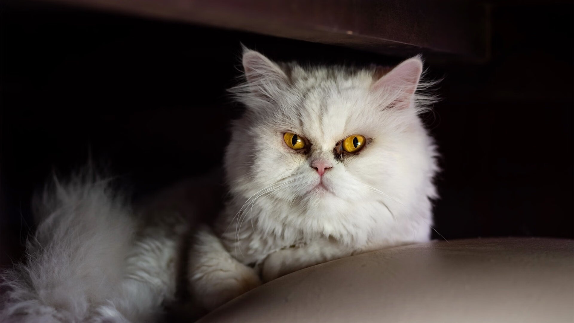 开云官网APP下载-跳水组合默契摩纳哥锁定决赛，摩纳哥钻石联赛2020女子跳高